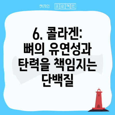 6. 콜라겐: 뼈의 유연성과 탄력을 책임지는 단백질